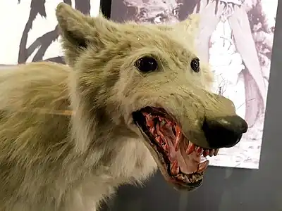 Dundee Wolf with painted teeth, in 2023 (Manchester Museum)