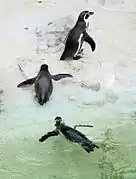 Humboldt penguins (Spheniscus humboldti)