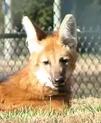 Maned wolf in Louisville Zoo