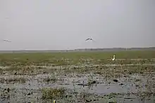 Mangalajodi Wetland