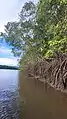 Isla Cañas Mangrove