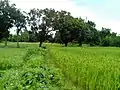 Mango orchard besides paddy field