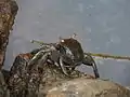 un-id'ed Crab