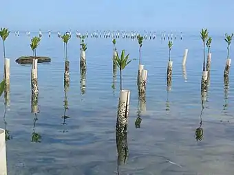 PVC tubes to help spur mangrove growth on Isla de Ratones, 2006