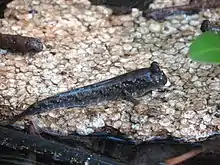 Mudskipper