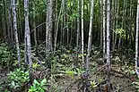 View of the mangroves at the Bakhawan Eco-Park