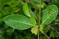 Salt crystals on Avicennia Leaves