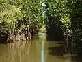 Mangroves canopy