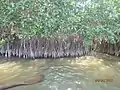 Mangroves of Pichavaram