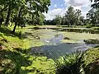 Lake in the Medyka Manor house park