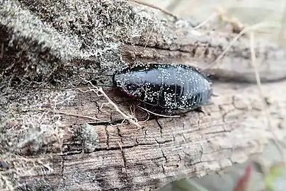 On a piece of driftwood