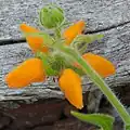 flowers and leaf