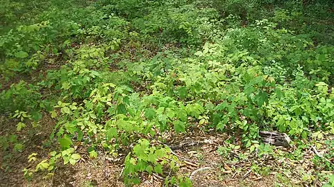 Beech and maple seedlings in Tennessee