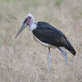 Mikumi National Park, Tanzania