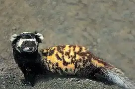 Black and white mustelid with a yellow and brown back on a rock