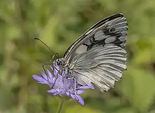 Form procida aberration leucomelas