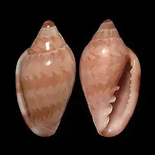 Marginella cloveriBarra, Brazil