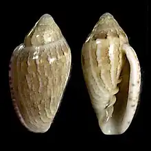 Marginella cosmiaEast London, South Africa