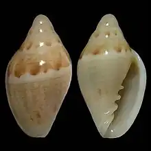 Marginella gloriosaWestern Sahara