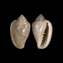 Marginella hubertioff Luanda, Angola