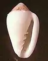 apertural view