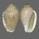 Marginella piperata luteaAlgoa Bay, South Africa