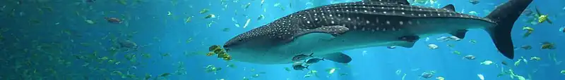 A male whale shark at the Georgia Aquarium.