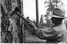 A marking axe used by a forestry officer