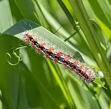 Cattail Caterpillar