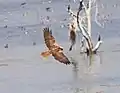 Marsh Harrier Female Hovering