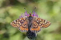 Marsh fritillary (Euphydryas aurinia) male.jpg