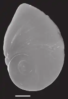 Example of a polygyrous spiral with eccentric nucleus in the operculum of Marstonia comalensis, scale bar: 200 μm