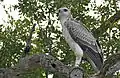 Martial Eagle