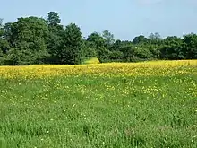 Monewden Meadows