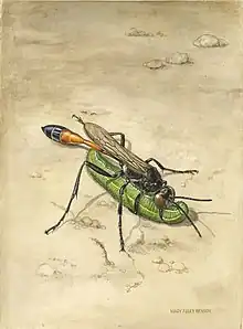 Mary Foley Benson, Ammophila azteca wasp, 1976