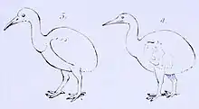 A line drawing of two flightless birds, each with an ovoid body, long neck and pointed beak