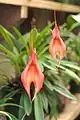 Masdevallia veitchianaflowers