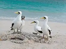 Masked boobies (Sula dactylatra)