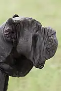 Short crop on a Neapolitan Mastiff