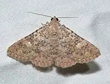 It is reddish brown with complex wavy patterns. Individual scales can be seen on the wings.