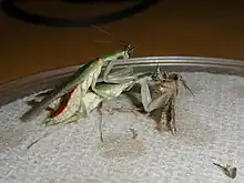 Mating pair of P. virescens