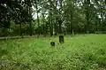 View of the cemetery