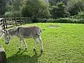 A donkey