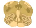 Cross-section of the inferior medulla