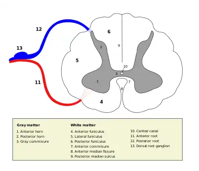 Cross-section of spinal cord with the grey matter labelled.