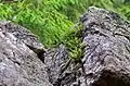 Spleenwort ferns