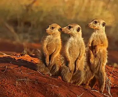 Meerkats