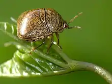 Megacopter cribraria on a leaf