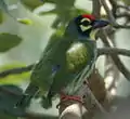 Coppersmith barbet (Megalaima haemacephala)