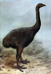 Restoration of an upland moa